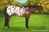 Horse Color:Bay Appaloosa 