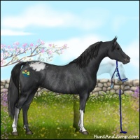 Horse Color:Black Appaloosa Rabicano 