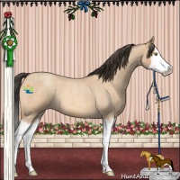 Horse Color:Amber Champagne Roan Splash 