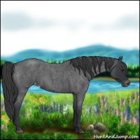 Horse Color:Blue Roan Varnish 