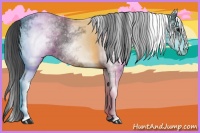 Horse Color:White Spotted Black