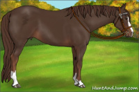 Horse Color:Liver Chestnut Sabino 