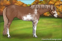 Horse Color:Chestnut Sabino