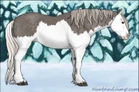 Horse Color:Silver Black Splash 