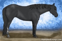 Horse Color:Black and Black