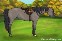 Horse Color:Grullo 