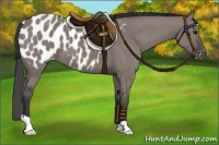 Horse Color:Grullo Appaloosa 