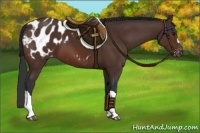 Horse Color:Brown Appaloosa