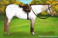 Horse Color:Red Dun Appaloosa