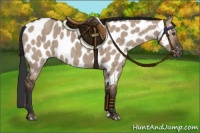 Horse Color:Liver Red Dun Appaloosa Brindle