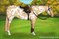 Horse Color:Palomino Dun Near Leopard