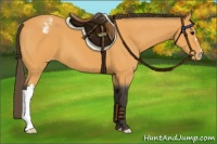 Horse Color:Buckskin Appaloosa