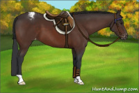 Horse Color:Brown Appaloosa 