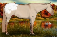 Horse Color:Red Dun Appaloosa