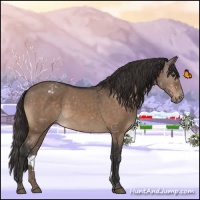 Horse Color:Brown Dun Appaloosa 