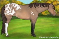 Horse Color:Bay Dun Appaloosa 