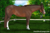 Horse Color:White Spotted Liver Chestnut Sabino 