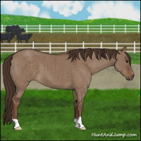 Horse Color:Liver Red Dun Brindle 