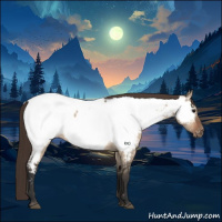 Horse Color:Bay Dun Appaloosa 