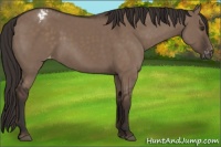Horse Color:Liver Red Dun Appaloosa 