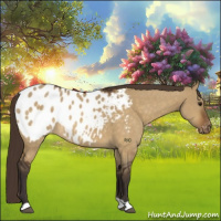 Horse Color:Buckskin Dun Appaloosa 