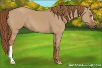 Horse Color:Red Dun 
