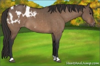 Horse Color:Bay Dun Appaloosa Brindle 