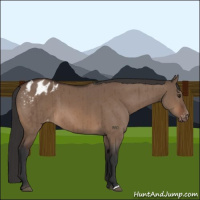 Horse Color:Brown Dun Appaloosa Brindle 