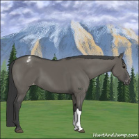 Horse Color:Grullo Appaloosa 