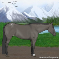 Horse Color:Grullo Appaloosa 