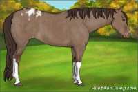 Horse Color:Liver Red Dun Varnish Brindle 