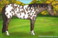 Horse Color:Liver Red Dun Appaloosa Brindle 