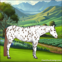 Horse Color:Liver Red Dun Appaloosa 