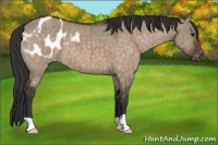 Horse Color:Brown Dun Blanket Brindle 