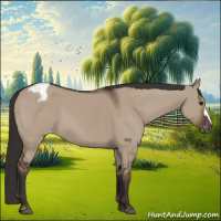 Horse Color:Liver Red Dun Appaloosa 
