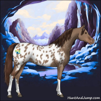 Horse Color:Liver Red Dun Appaloosa 