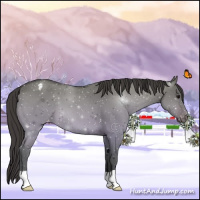 Horse Color:Bay Dun Appaloosa 