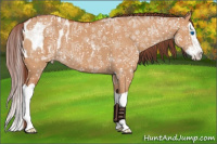 Horse Color:Chocolate Bay Dun Splash Appaloosa Brindle 