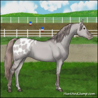 Horse Color:Platinum Liver Red Dun Appaloosa 
