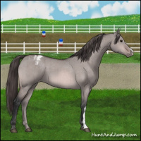 Horse Color:Platinum Bay Dun Appaloosa Brindle 