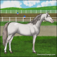 Horse Color:Platinum Red Dun Appaloosa Brindle