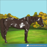 Horse Color:White Spotted Liver Chestnut 
