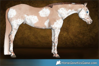 Horse Color:Red Dun Splash Tobiano 