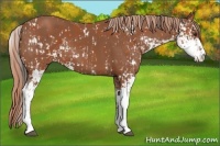 Horse Color:Bay Sabino and Chestnut Sabino