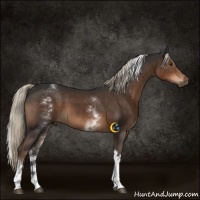 Horse Color:White Spotted Liver Chestnut Tobiano