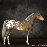 Horse Color:Chocolate Palomino Tobiano Appaloosa