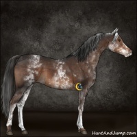 Horse Color:White Spotted Liver Chestnut 
