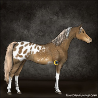 Horse Color:Chocolate Palomino Tobiano Blanket