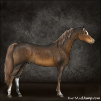 Horse Color:Gray Chocolate Palomino Sabino 