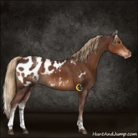 Horse Color:White Spotted Liver Chestnut Appaloosa Rabicano